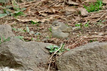 2023年2月3日(金) 埼玉県の野鳥観察記録