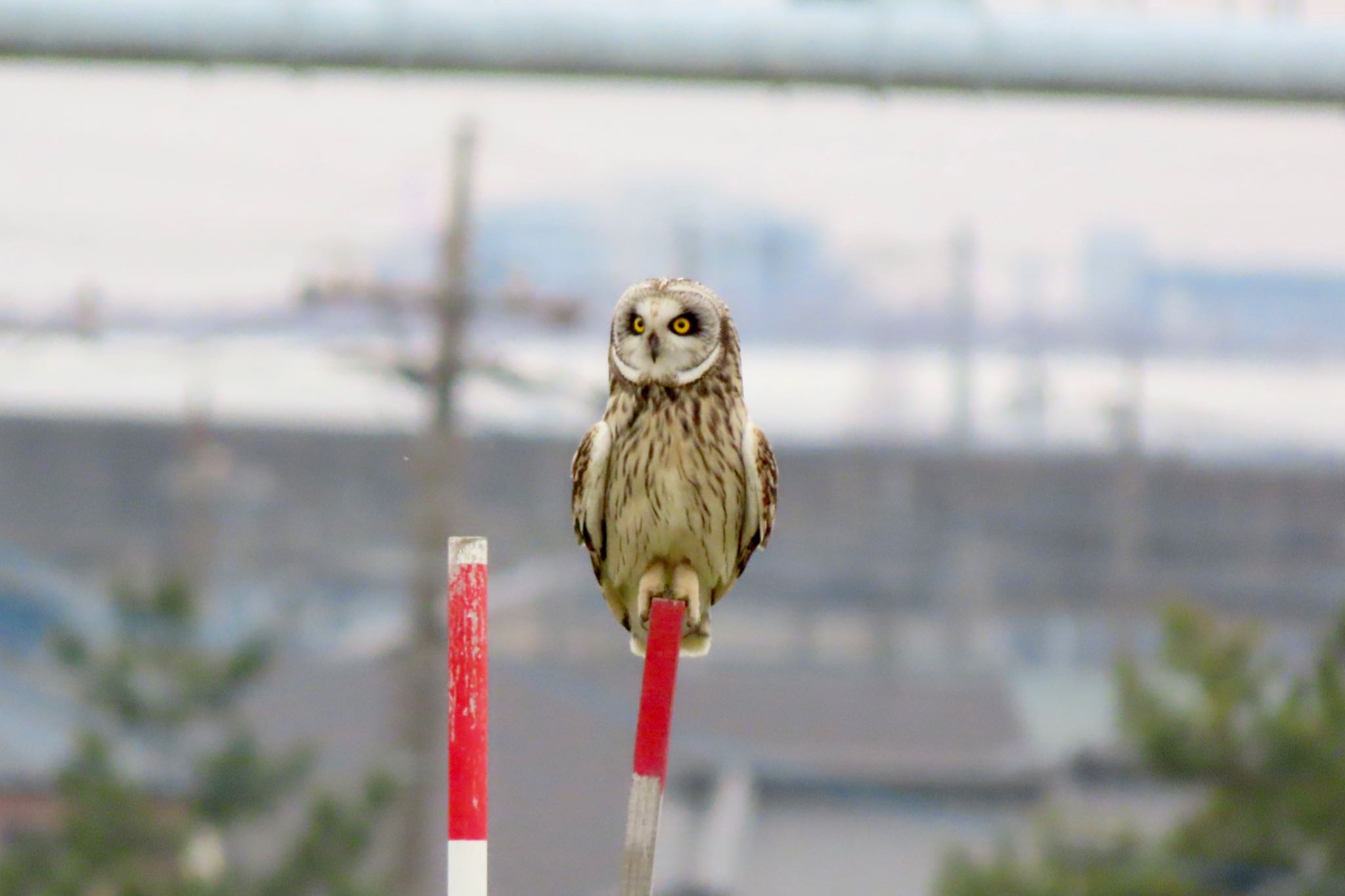 江戸川 コミミズクの写真 by 中学生探鳥家