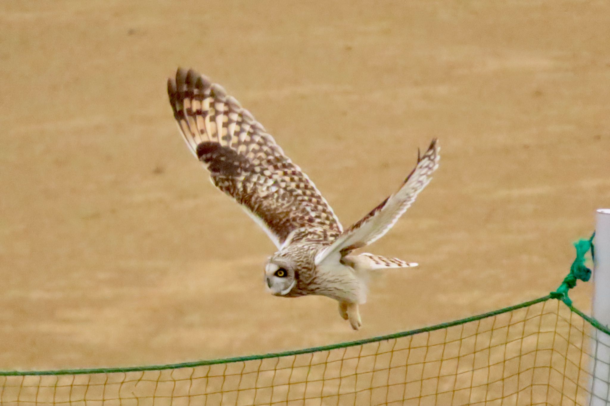 江戸川 コミミズクの写真 by 中学生探鳥家