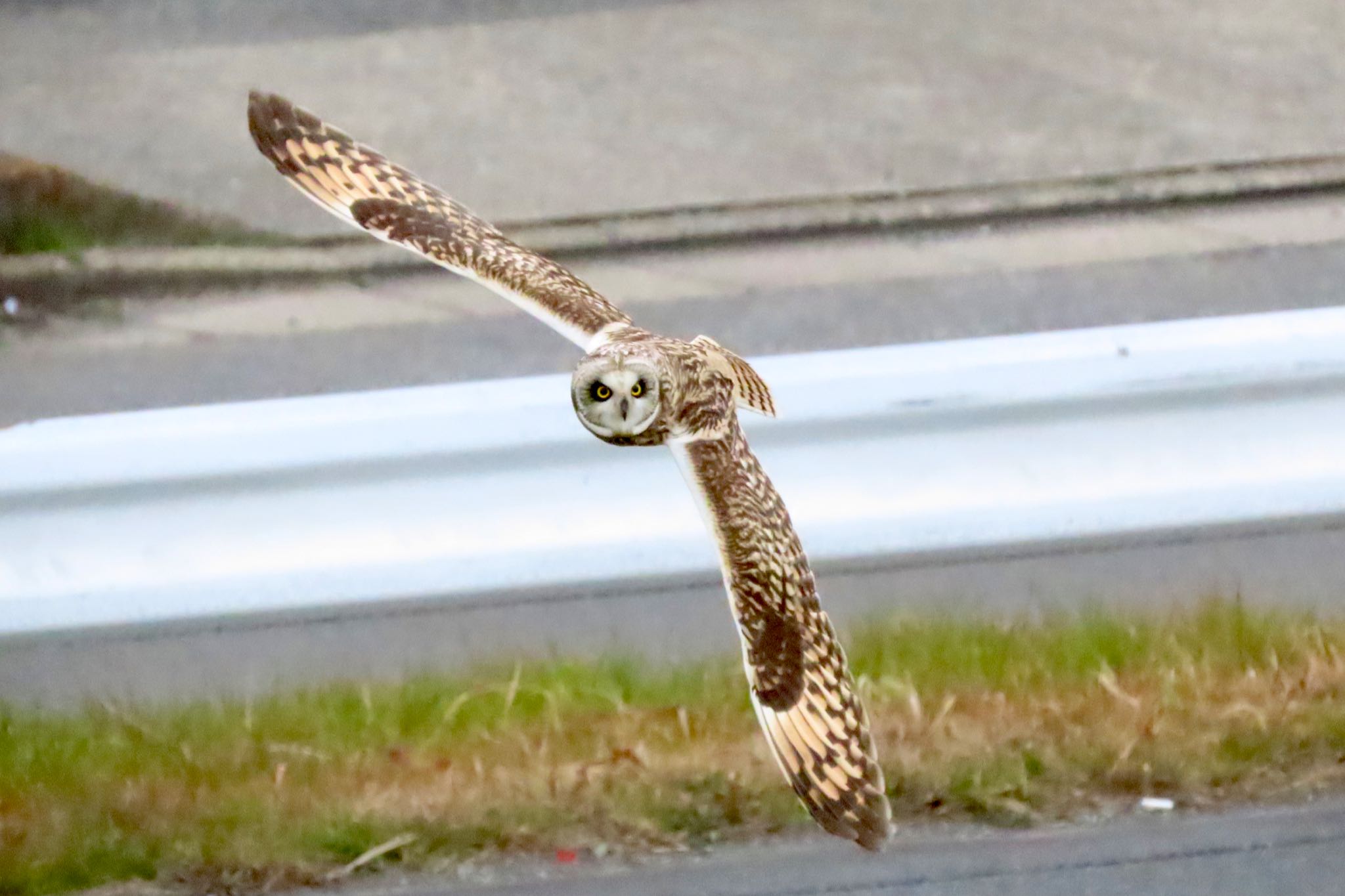 江戸川 コミミズクの写真 by 中学生探鳥家