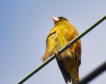 Grey-capped Greenfinch 京都府 Sat, 2/4/2023