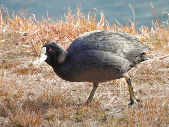 Eurasian Coot 京都府 Sat, 2/4/2023