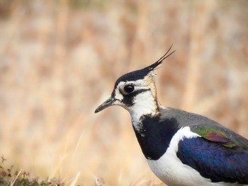 Northern Lapwing 京都府 Sat, 2/4/2023