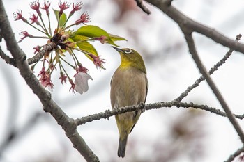 Warbling White-eye Akashi Park Mon, 4/9/2018