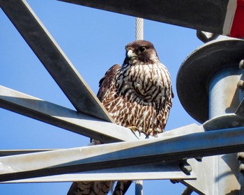 Peregrine Falcon 京都府 Sat, 2/4/2023