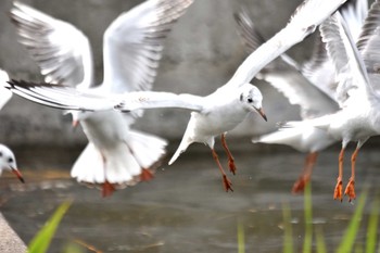 Common Gull いつもの沼 Wed, 4/11/2018