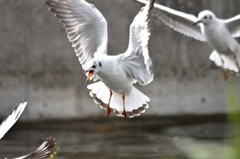 Common Gull いつもの沼 Wed, 4/11/2018