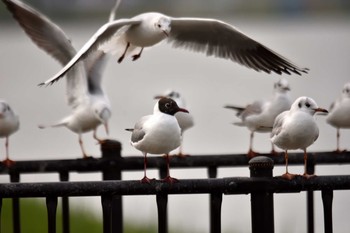 Common Gull Unknown Spots Wed, 4/11/2018