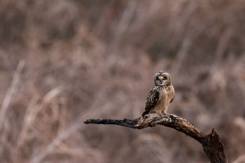 Short-eared Owl 和田吉野川河川敷 Sat, 2/4/2023