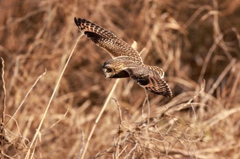 Short-eared Owl 和田吉野川河川敷 Sat, 2/4/2023