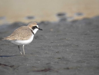 シロチドリ ふなばし三番瀬海浜公園 2023年2月4日(土)