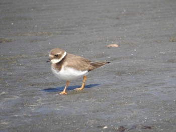 ハジロコチドリ ふなばし三番瀬海浜公園 2023年2月4日(土)