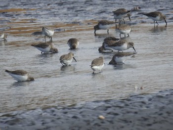 ハマシギ ふなばし三番瀬海浜公園 2023年2月4日(土)