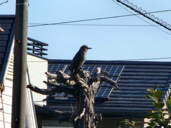 ヒヨドリ 八田川(春日井市) 2023年2月4日(土)