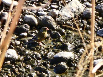 2023年2月4日(土) 八田川(春日井市)の野鳥観察記録