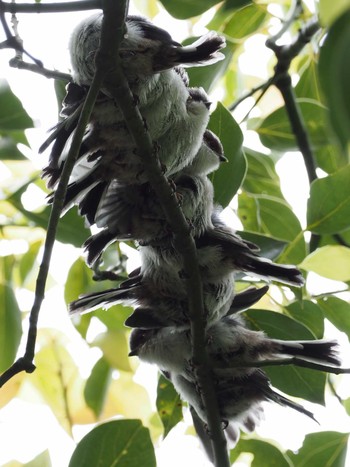 Long-tailed Tit 埼玉県 Sat, 4/14/2018