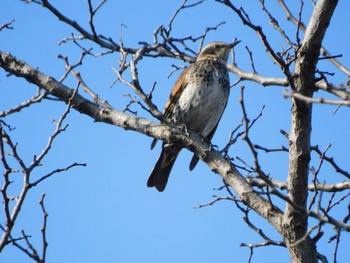 ツグミ 東京港野鳥公園 2023年2月4日(土)