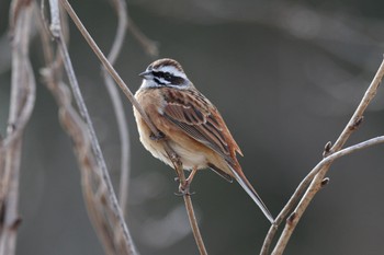 ホオジロ こども自然公園 (大池公園/横浜市) 2023年2月4日(土)