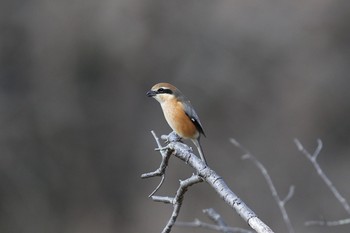 Bull-headed Shrike Kodomo Shizen Park Sat, 2/4/2023