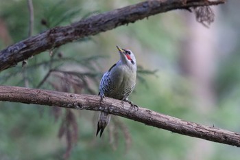 Japanese Green Woodpecker Kodomo Shizen Park Sat, 2/4/2023