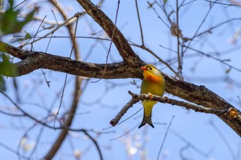 Red-billed Leiothrix 宝塚市清荒神 Sat, 4/14/2018