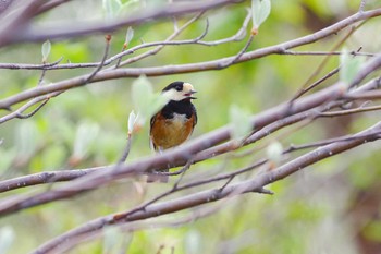 Varied Tit 宝塚市清荒神 Sat, 4/14/2018