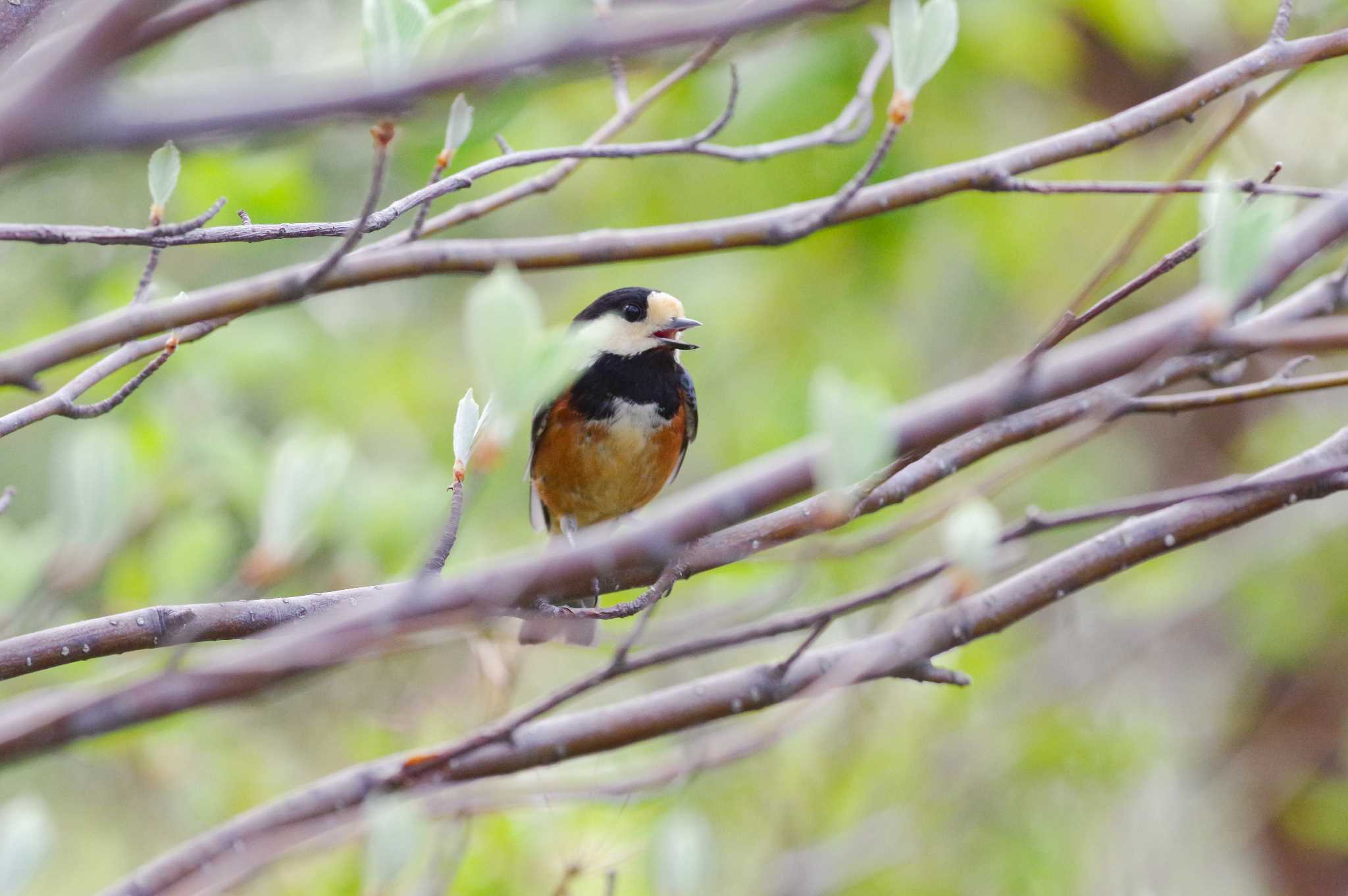 Photo of Varied Tit at 宝塚市清荒神 by アール・ケー