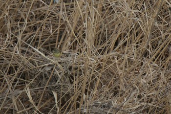 アオジ 芥川 2023年2月4日(土)