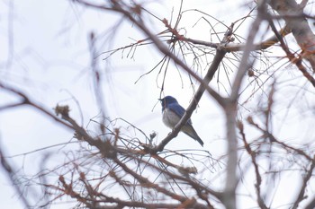 Blue-and-white Flycatcher 宝塚市清荒神 Sat, 4/14/2018