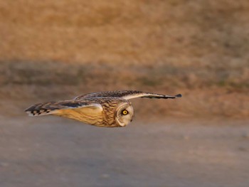 Short-eared Owl Unknown Spots Sat, 2/4/2023