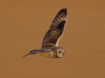 Short-eared Owl 流山 Sat, 2/4/2023