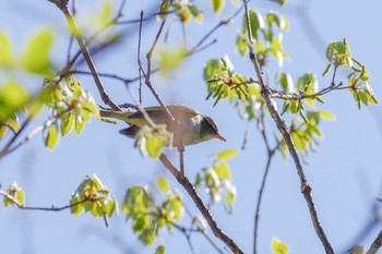 Eastern Crowned Warbler 宝塚市清荒神 Sat, 4/14/2018