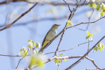 Eastern Crowned Warbler 宝塚市清荒神 Sat, 4/14/2018