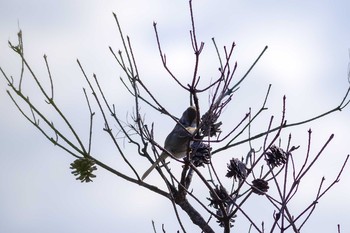 Japanese Bush Warbler 宝塚市清荒神 Sat, 4/14/2018