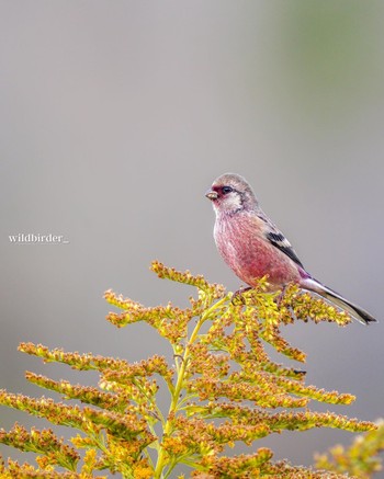 Siberian Long-tailed Rosefinch Unknown Spots Unknown Date