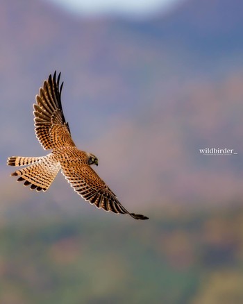 Common Kestrel Unknown Spots Unknown Date