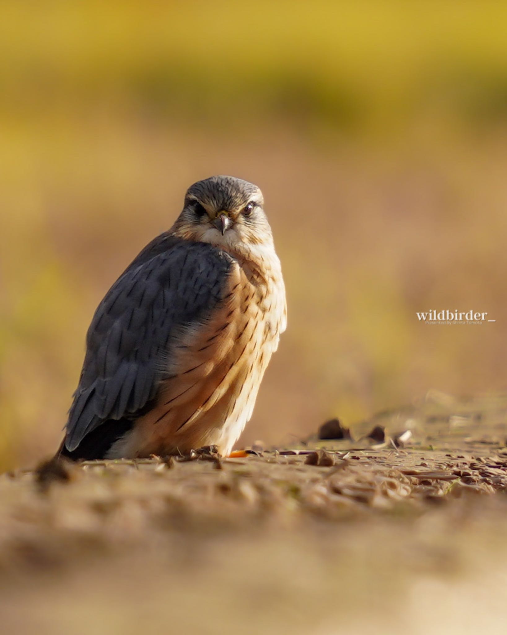  コチョウゲンボウの写真 by wildbirder_