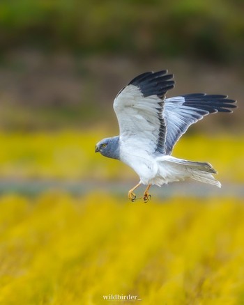 Hen Harrier Unknown Spots Thu, 12/1/2022