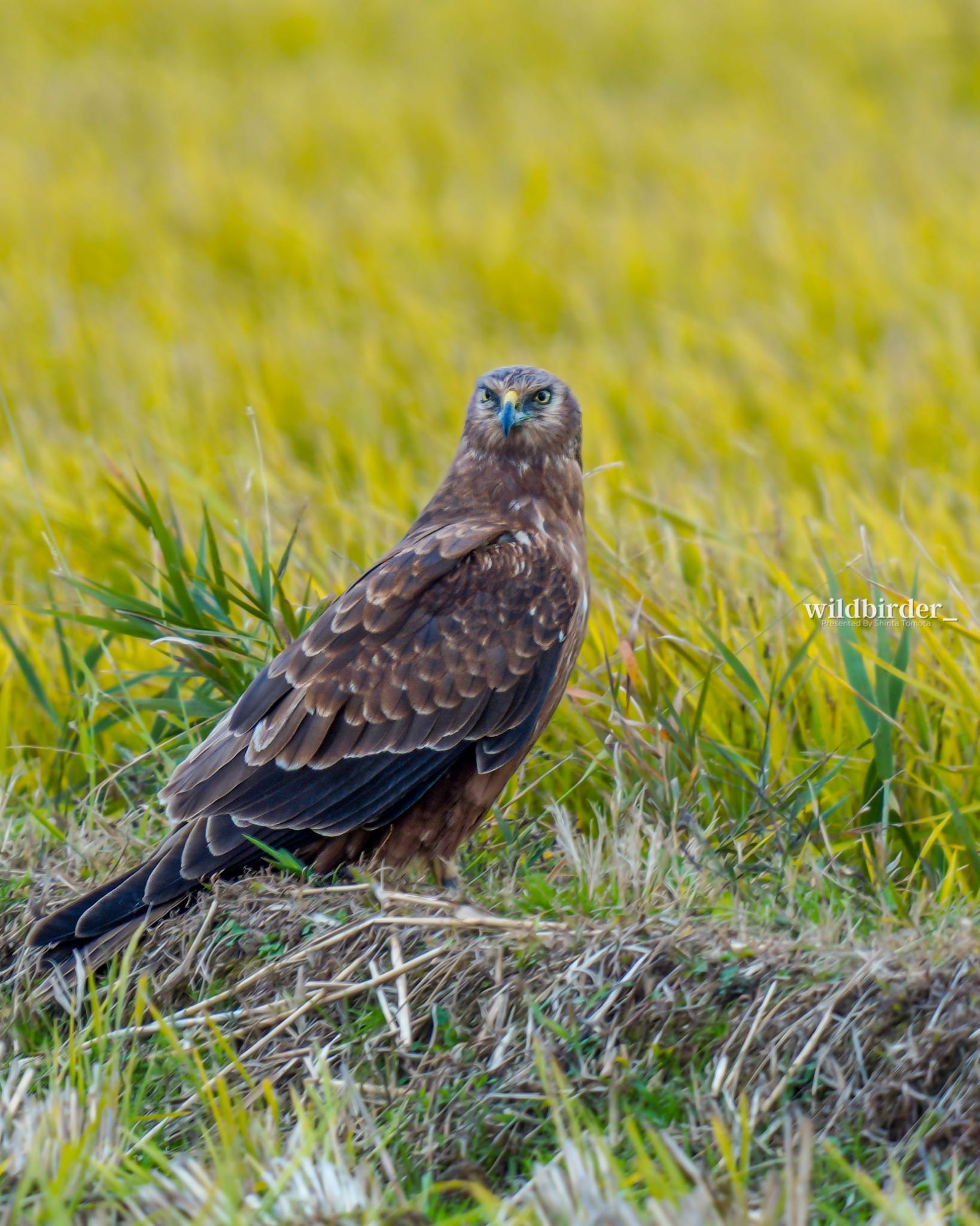  チュウヒの写真 by wildbirder_