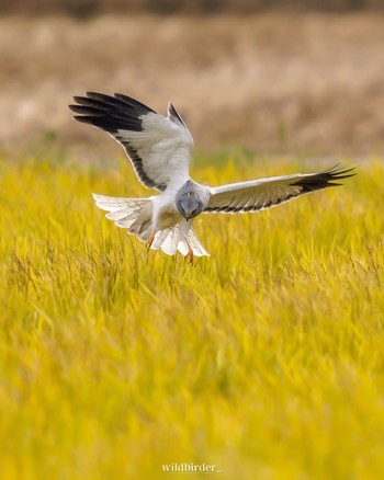 Hen Harrier Unknown Spots Thu, 12/1/2022