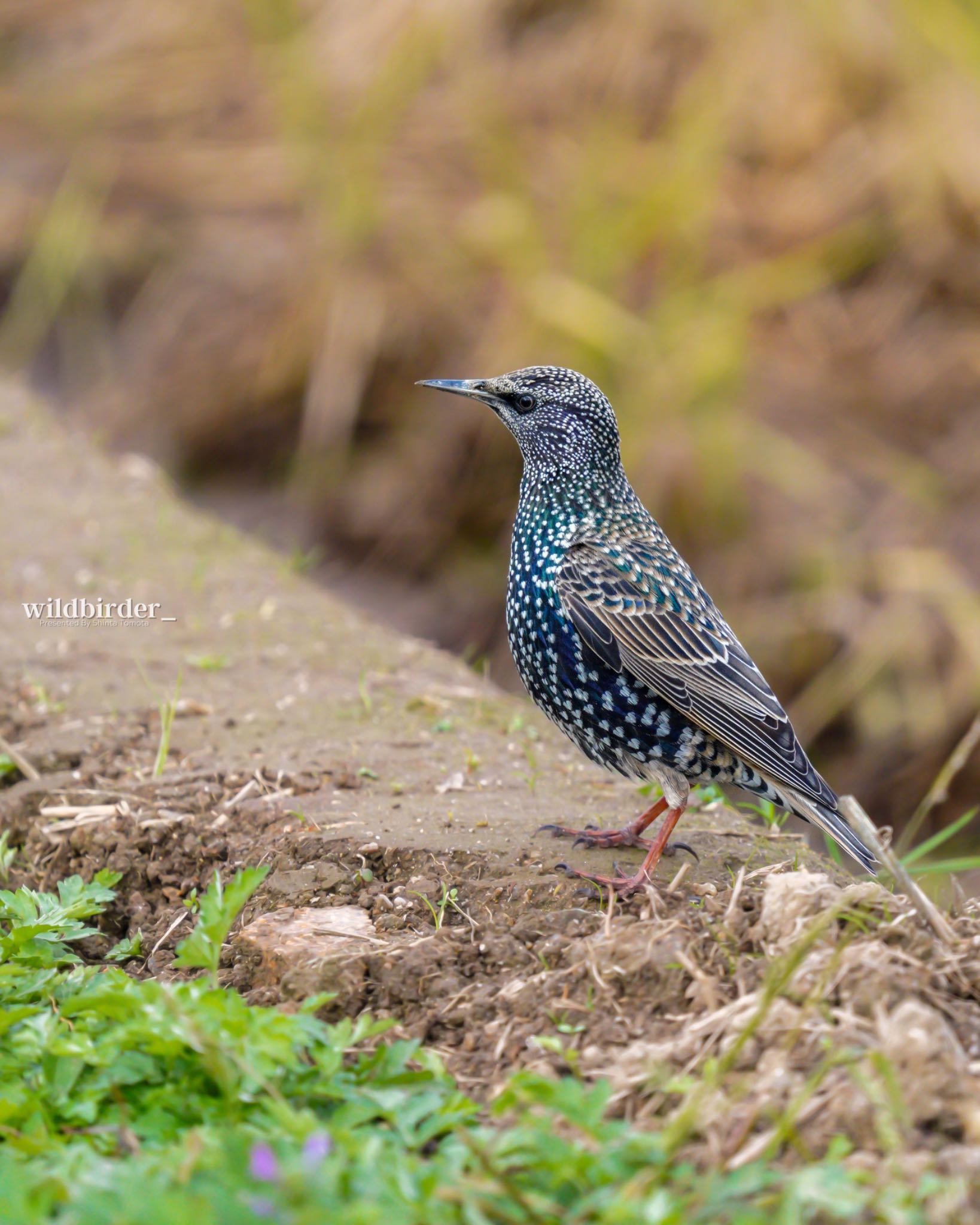  ホシムクドリの写真 by wildbirder_