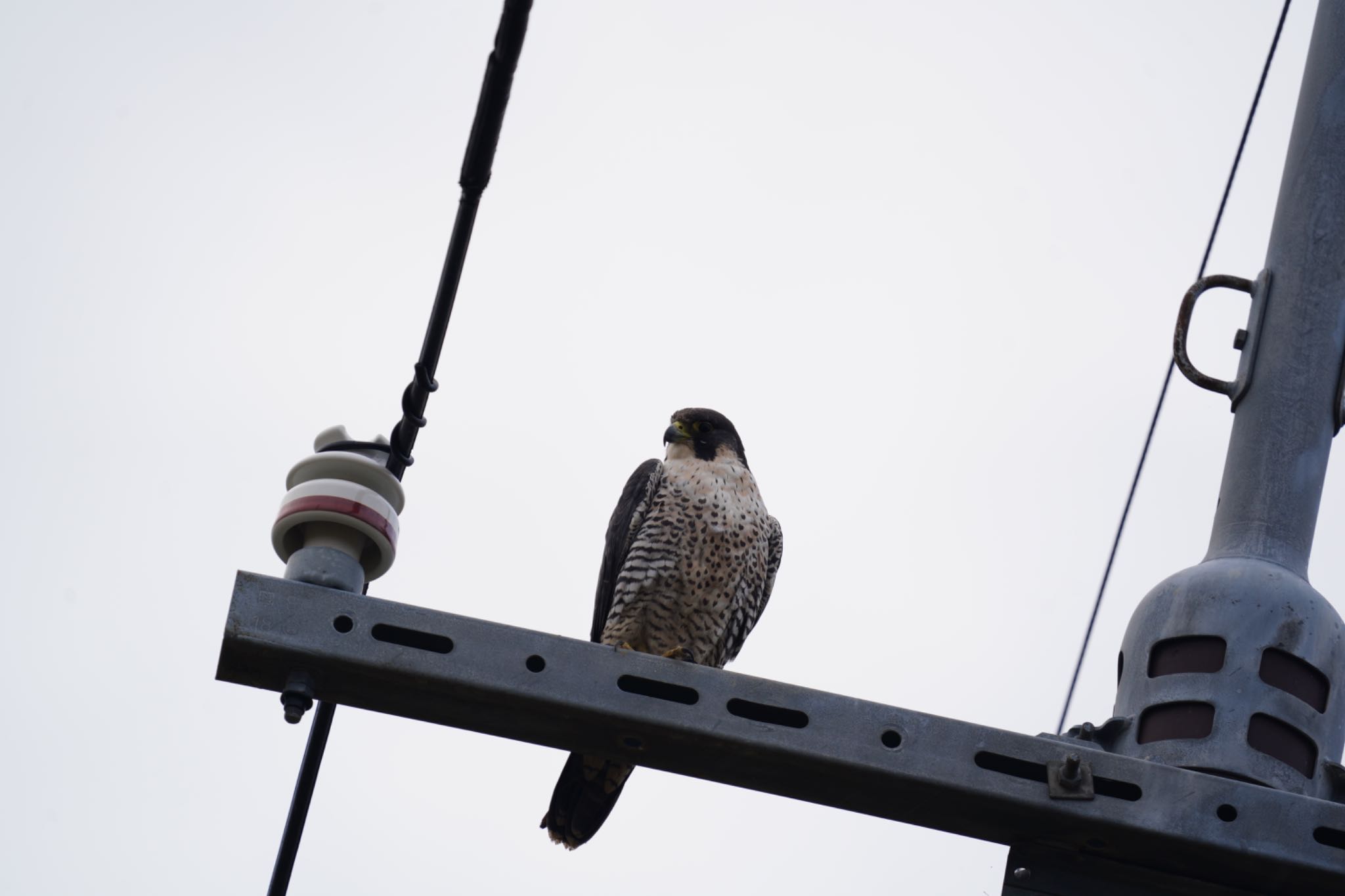  オオハヤブサの写真 by wildbirder_