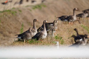 Greater White-fronted Goose Unknown Spots Sat, 12/10/2022