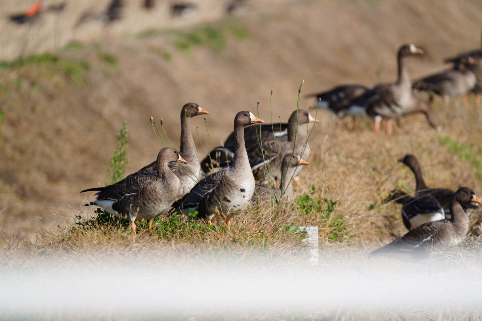  マガンの写真 by wildbirder_