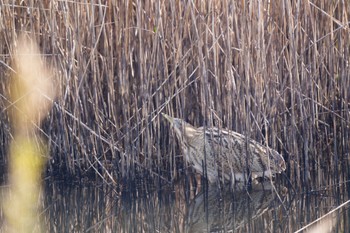 Eurasian Bittern Unknown Spots Sat, 12/10/2022