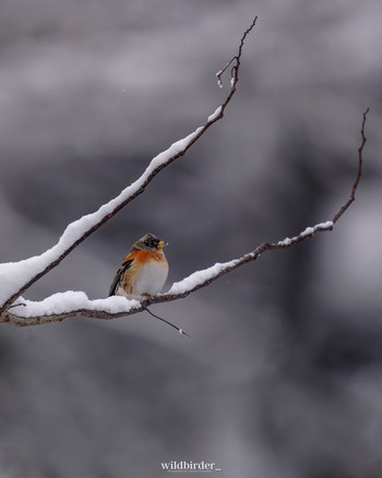 Brambling Unknown Spots Sun, 12/18/2022