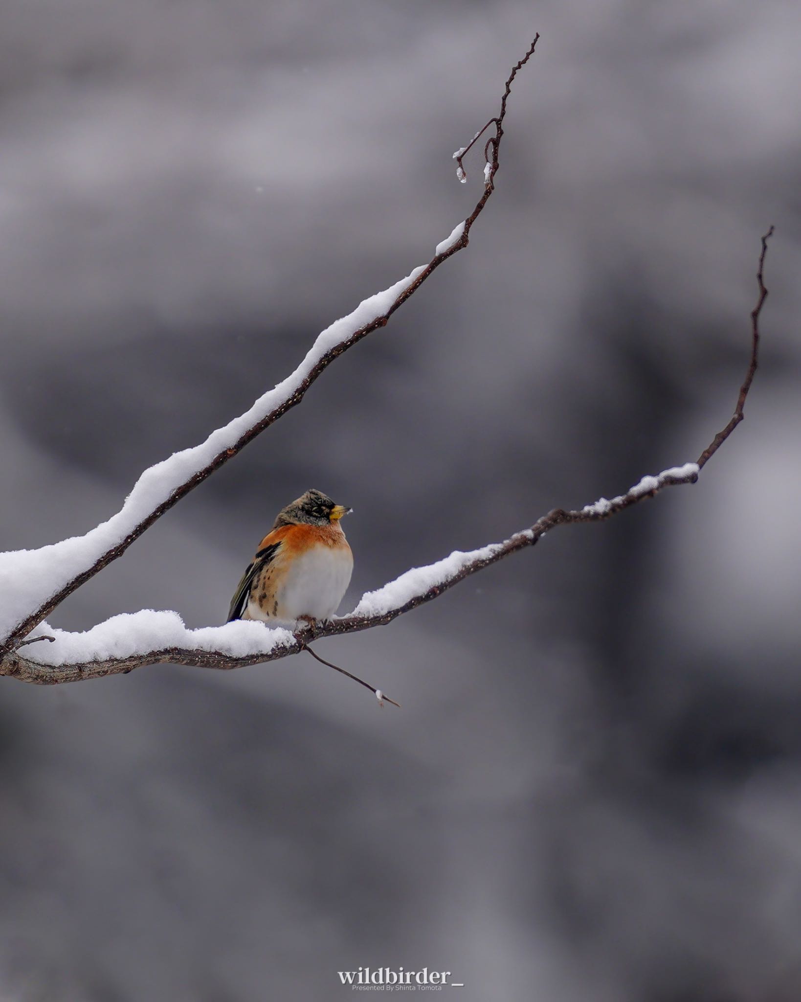  アトリの写真 by wildbirder_