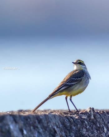 Eastern Yellow Wagtail Unknown Spots Tue, 12/20/2022