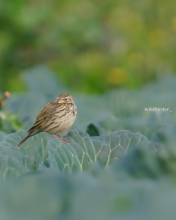 Meadow Pipit Unknown Spots Tue, 12/20/2022