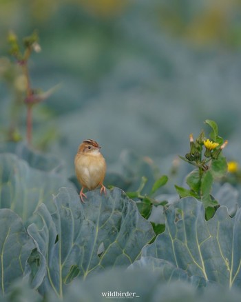 Zitting Cisticola Unknown Spots Tue, 12/20/2022